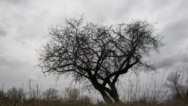 Droge boom onder humeurig bewolkte hemel — Stockvideo