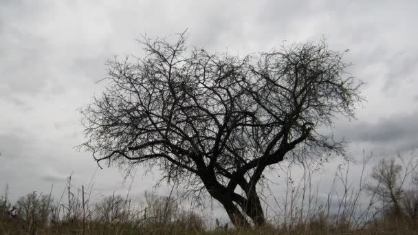 Suchý strom pod náladový zatažené oblohy — Stock video