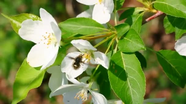 Flores de abelhas e macieiras — Vídeo de Stock