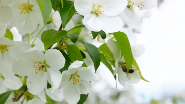 Flores de abelhas e macieiras — Vídeo de Stock