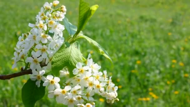 Rama de un árbol floreciente en el viento — Vídeos de Stock