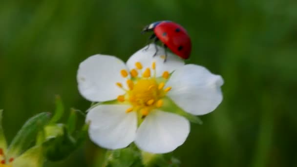 Ladybug on a flower — Stock Video