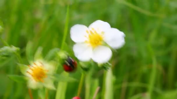 Ladybug on a white flower — Stock Video