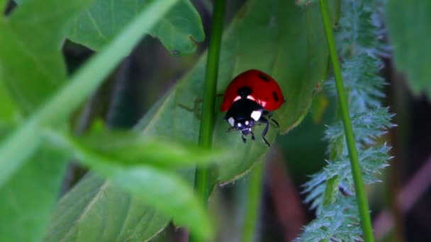 Coccinelle sur une feuille — Video