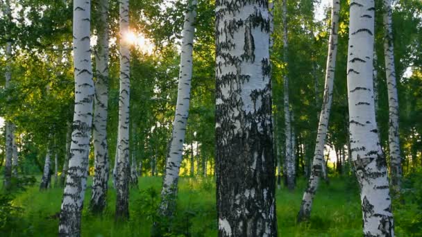 Madera aserrada — Vídeos de Stock