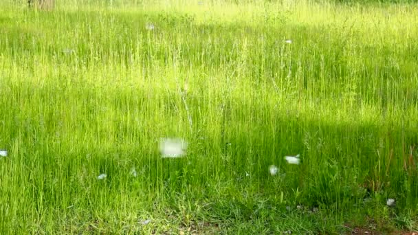 Белая бабочка на зеленом фоне травы - апория кратаэги — стоковое видео