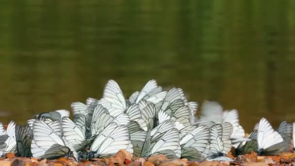 Vele witte vlinders op rivier strand - aporia crataegi — Stockvideo