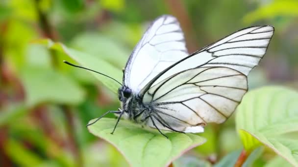 Witte vlinder op groene blad macro - aporia crataegi — Stockvideo