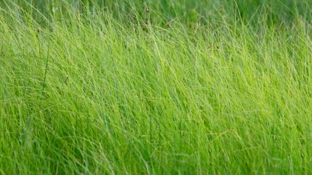 Abstrakte Hintergrund Nahaufnahme von lang ungemähtem grünem Gras, das im Wind weht. — Stockvideo