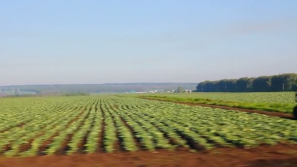 Ernte auf dem Feld — Stockvideo