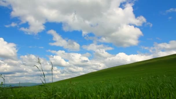 Wiesengräser — Stockvideo