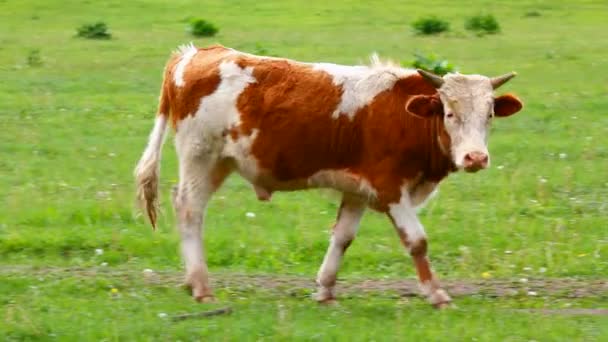 牧场上年轻公牛 — 图库视频影像