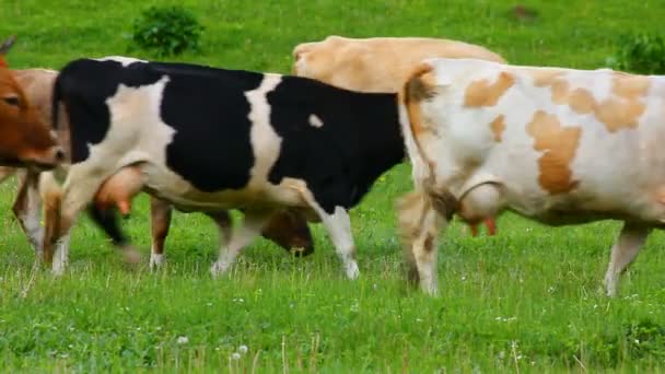 Коричневые и черные коровы на пастбище — стоковое видео