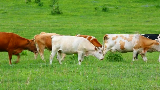 Vacche marroni e nere in un pascolo — Video Stock