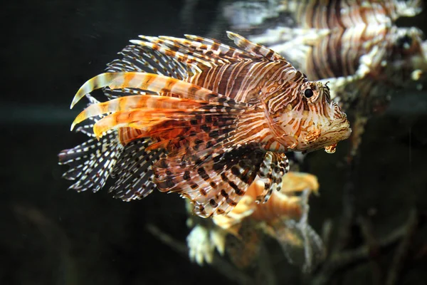 Lionfish zebrafish underwater Stock Picture