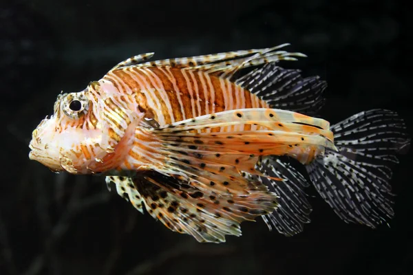 Lionfish zebrafish underwater Royalty Free Stock Images