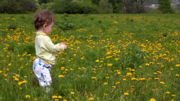 Baby with dandelions on green spring lawn — Stock Video