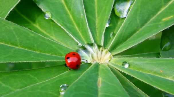 Ladybug and water drop on green leaf macro — Stock Video
