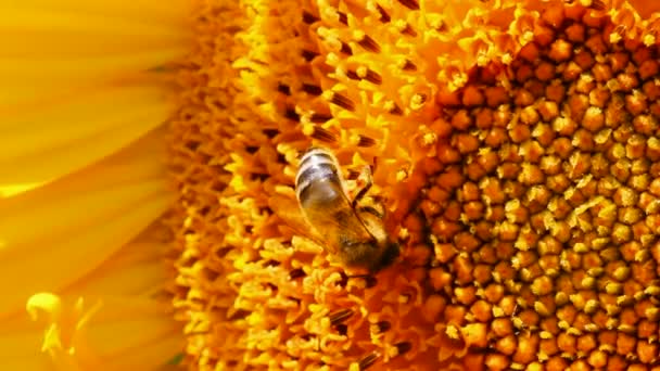 Bee pollination on sunflower macro — Stock Video