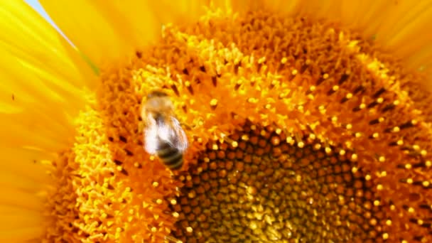 Polinización de abejas en macro girasol — Vídeo de stock