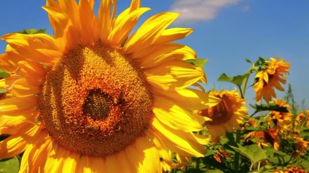 Bee pollinering på solros — Stockvideo