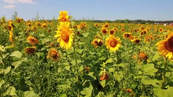 Zonnebloemen veld — Stockvideo