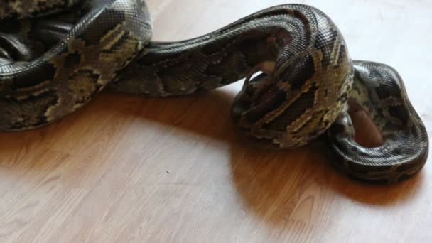 Schlange füttern - Python frisst Ratte — Stockvideo