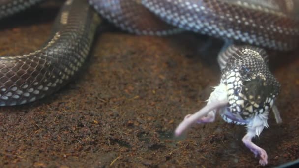 Alimentación serpiente - pitón comer rata — Vídeos de Stock