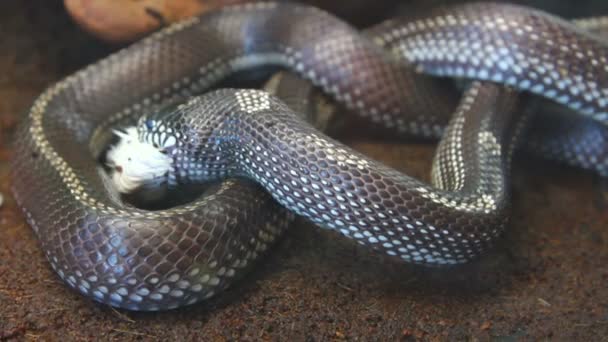 Alimentación serpiente - pitón comer rata — Vídeo de stock