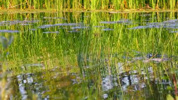 Wasser plätschert auf Sommerweiher — Stockvideo