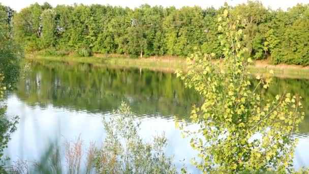 Ondulação de água na lagoa de verão — Vídeo de Stock