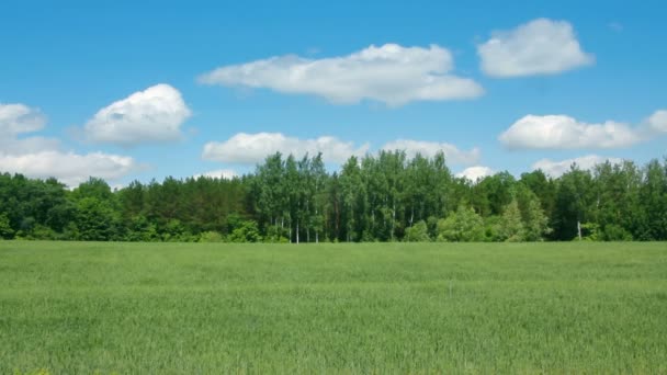 Ondeggiando campo verde con grano — Video Stock