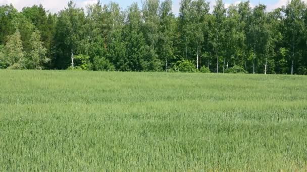 Winkt grünes Feld mit Weizen — Stockvideo