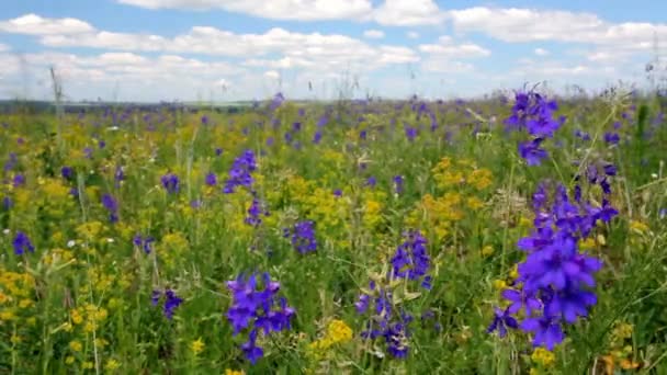 Flores de pradera bajo el cielo azul — Vídeos de Stock