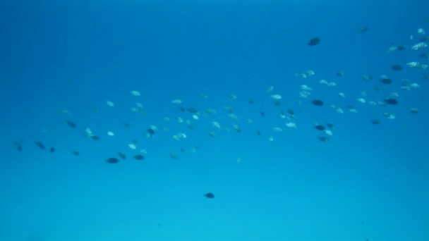 Ryby pod vodou v Rudém moři — Stock video