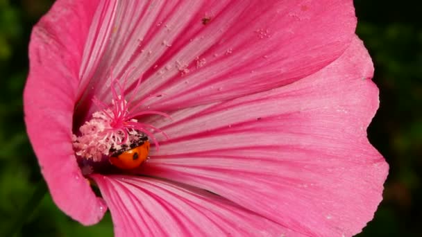 Nyckelpiga på rosa blomma makro — Stockvideo