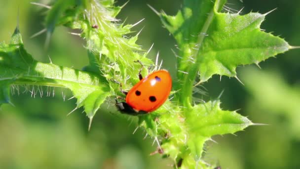 Mariquita en verde hierba macro — Vídeo de stock