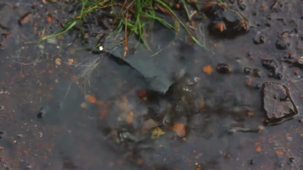 Gotas de lluvia fuerte - cámara lenta — Vídeo de stock