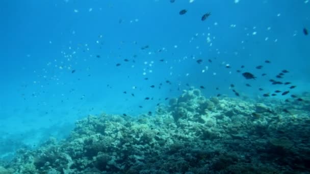 Peces entre corales bajo el agua en el Mar Rojo — Vídeos de Stock