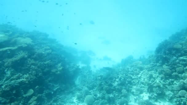 Fische zwischen Korallen unter Wasser im roten Meer — Stockvideo