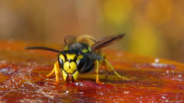 Macro uitzicht op wasp eten van honing — Stockvideo