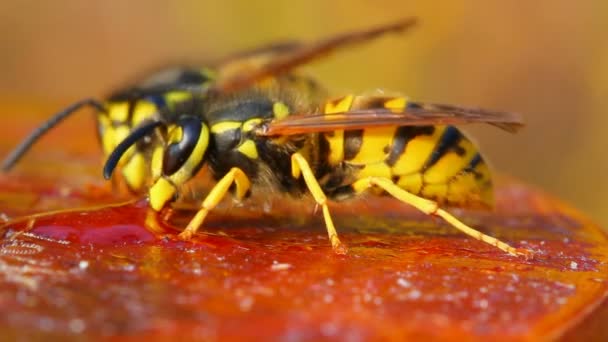 Macro uitzicht op wespen eten van honing — Stockvideo