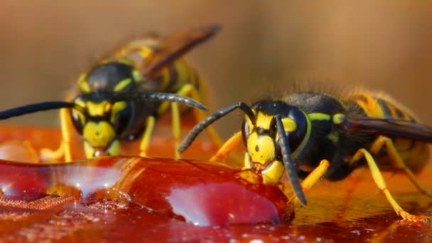 Makro-Ansicht über Wespen, die Honig essen — Stockvideo