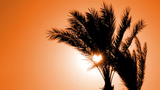 Silhouette of palm tree against setting sun — Stock Video