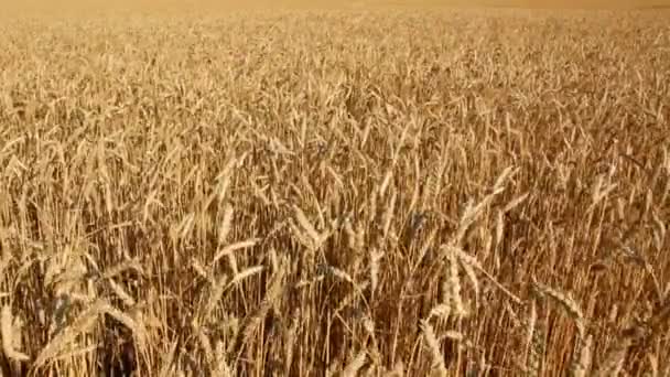 Campo amarillo con trigo maduro — Vídeos de Stock