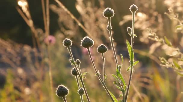 Tiges d'herbe sèche contre le coucher du soleil — Video