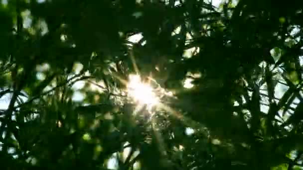 Λαμπερός ήλιος λάμπει μέσα από το φύλλωμα δέντρων - timelapse — Αρχείο Βίντεο