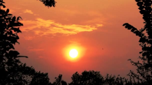 Coucher de soleil sur la forêt — Video