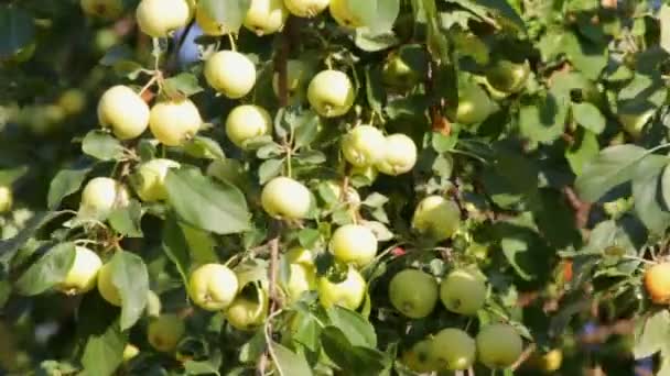 Manzanas verdes en el columpio del árbol — Vídeos de Stock