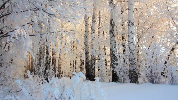 Winter bevroren berk bos in de ochtend licht — Stockvideo